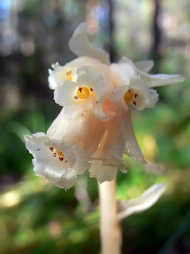 Image of Hypopitys monotropa specimen.