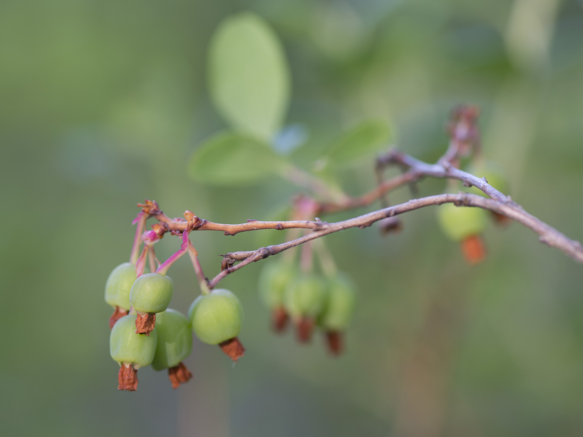 Image of Vaccinium uliginosum specimen.