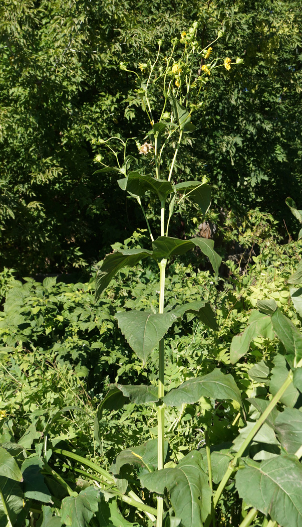 Изображение особи Silphium perfoliatum.