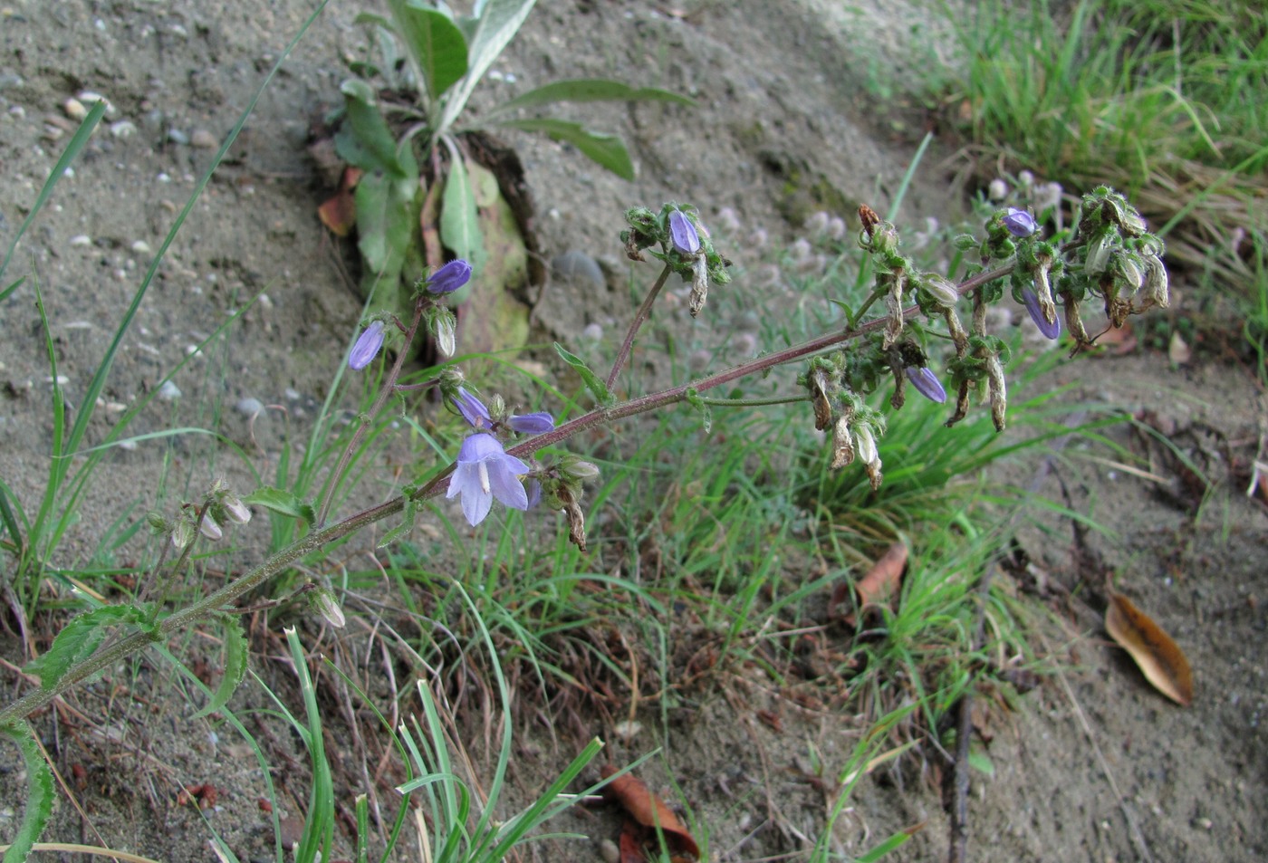 Изображение особи Campanula longistyla.