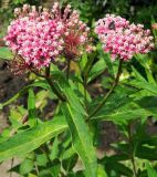 Asclepias incarnata. Верхушка цветущего растения с кормящейся бронзовкой вонючей (Oxythyrea funesta). Владимирская обл., г. Владимир, парк \"Патриаршие сады\", клумба. Август 2015 г.