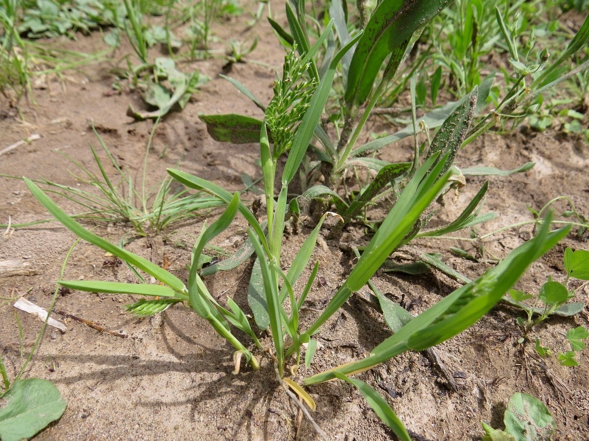 Image of Sclerochloa dura specimen.