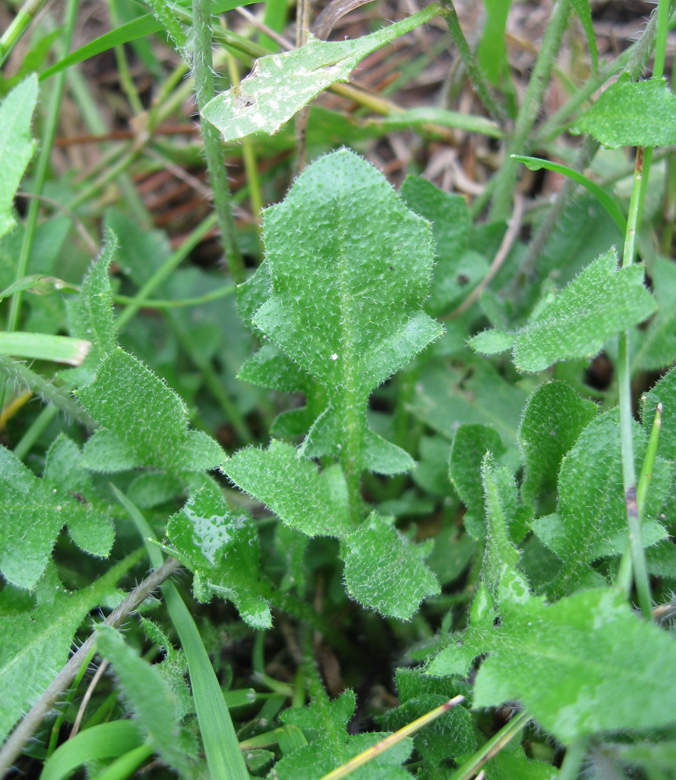 Image of Arabidopsis arenosa specimen.