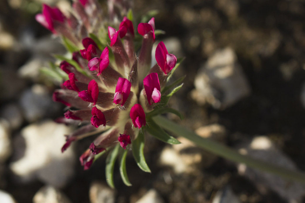 Image of Anthyllis vulneraria ssp. rubriflora specimen.