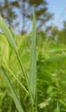 Lathyrus nissolia