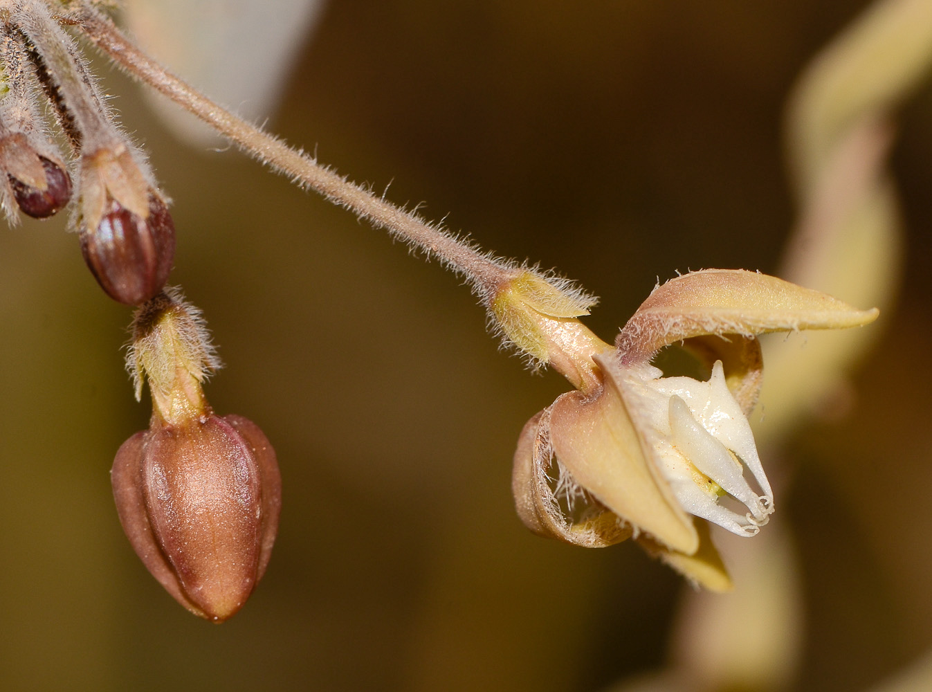 Image of Pergularia tomentosa specimen.