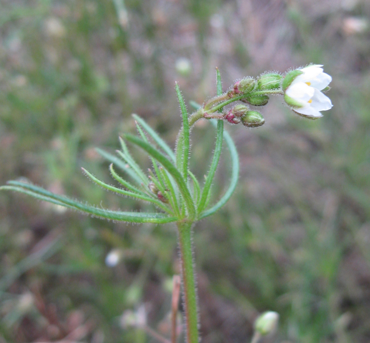 Image of Spergula arvensis specimen.