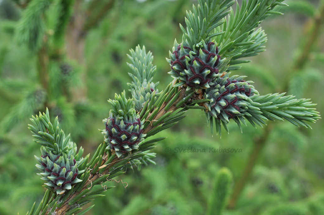 Изображение особи Picea obovata.