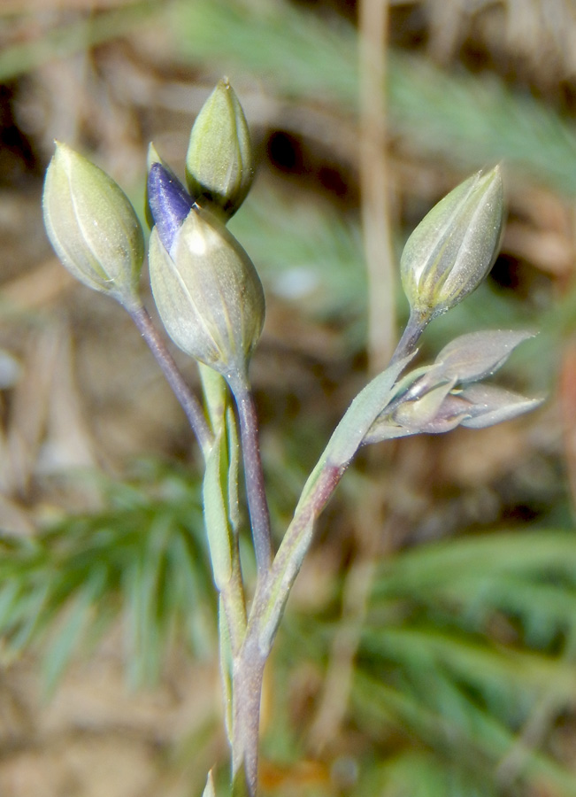 Image of Linum squamulosum specimen.