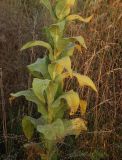 Verbascum phlomoides