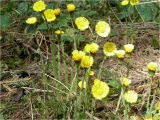 Tussilago farfara