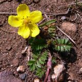 Potentilla anserina. Цветущее растение на известняковой скале. Свердловская обл., окр. г. Североуральск. 30.06.2007.