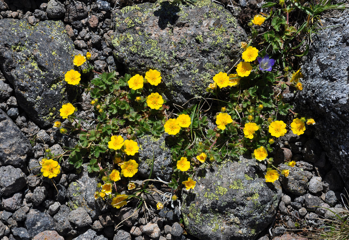 Image of Potentilla gelida specimen.