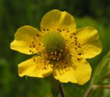 Geum aleppicum