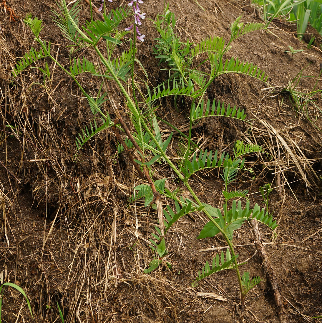 Image of Vicia tenuifolia specimen.