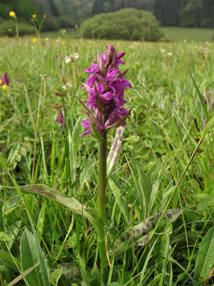 Image of Dactylorhiza × aschersoniana specimen.