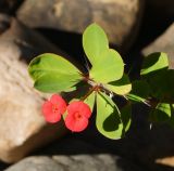 Euphorbia splendens. Верхушка побега с соцветием. Восточный Казахстан, г. Усть-Каменогорск, парк Жастар, в культуре. 03.09.2016.