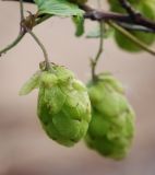 Humulus lupulus. Соплодие. Ярославская обл., Рыбинский р-н, с. Каменники, песчано-каменистый берег Рыбинского водохранилища. 17.08.2016.