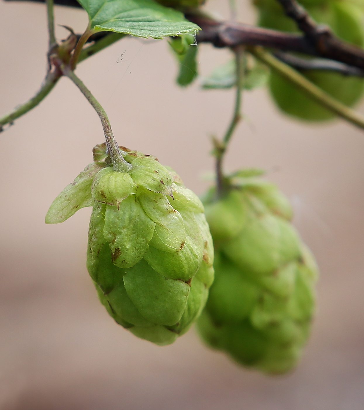 Image of Humulus lupulus specimen.