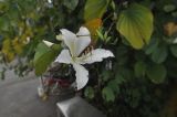 Bauhinia variegata. Цветок. Китай, Гуанси-Чжуанский автономный р-н, деревня Мингши. 5 марта 2016 г.