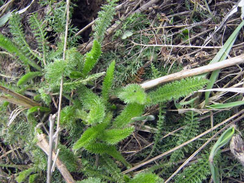 Image of Achillea millefolium specimen.