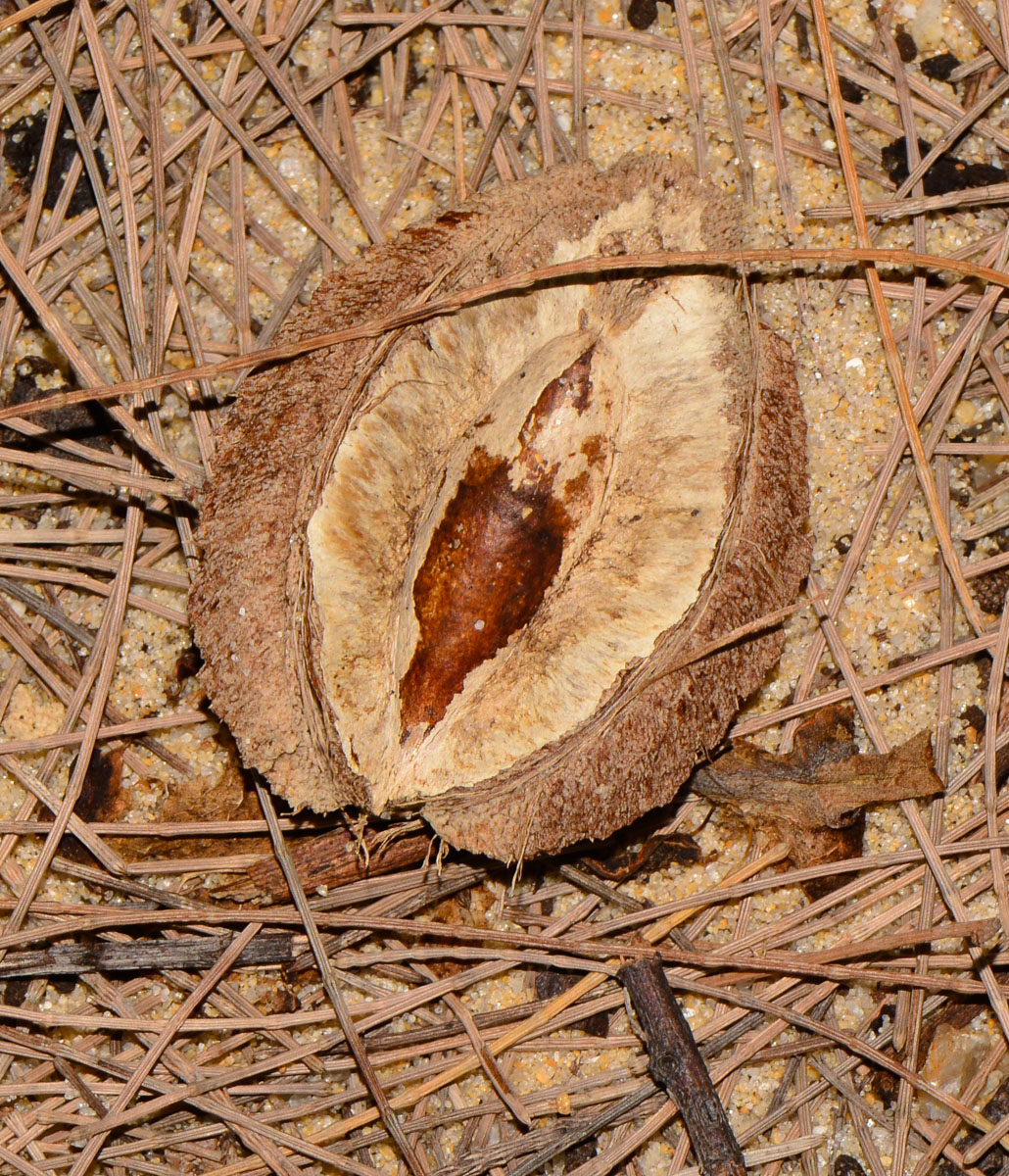 Image of Terminalia catappa specimen.