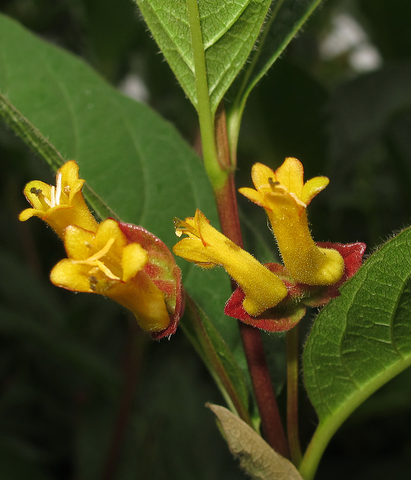 Image of Lonicera involucrata specimen.