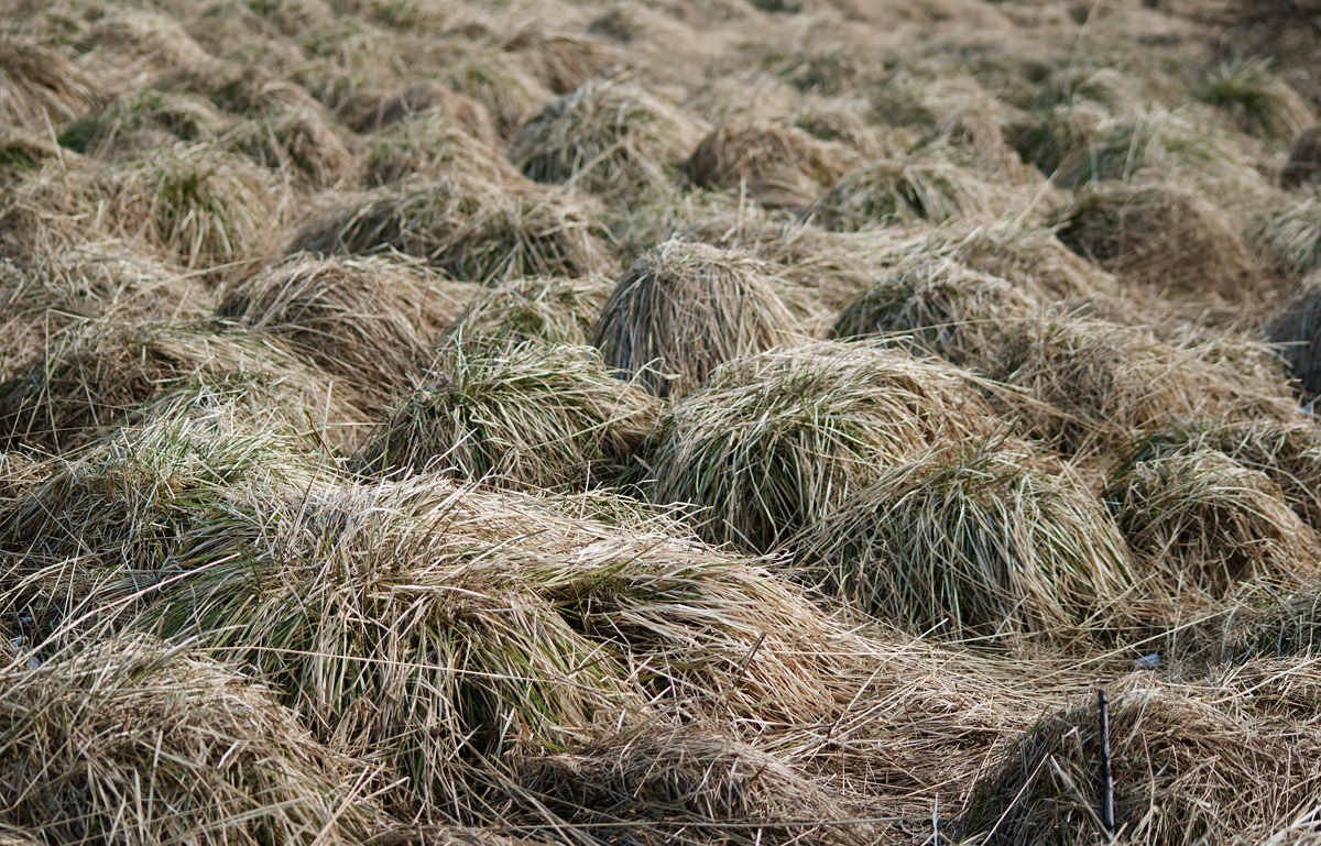 Image of Deschampsia cespitosa specimen.