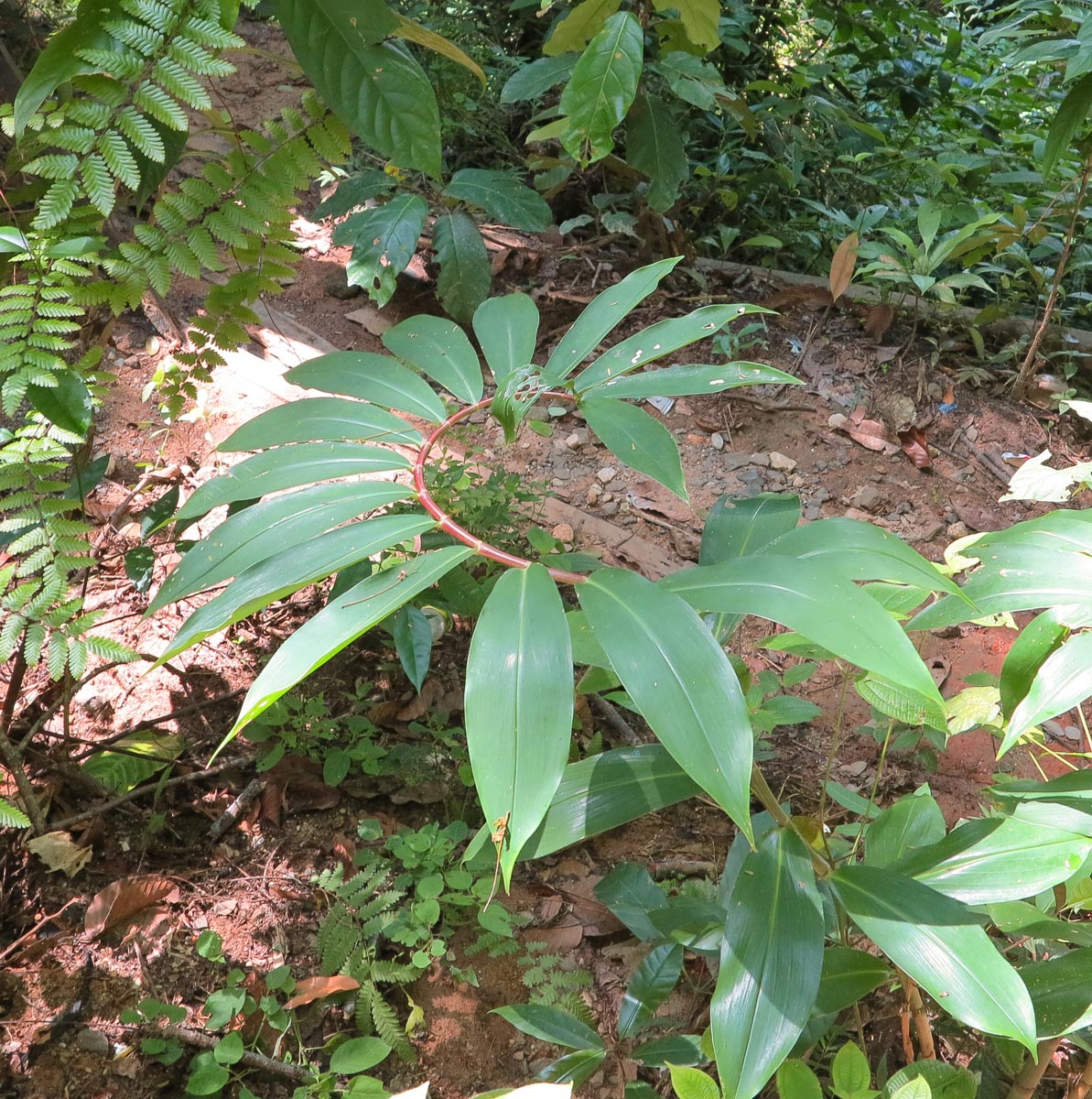 Изображение особи Hellenia speciosa.