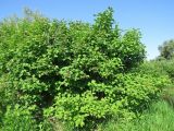 Viburnum opulus