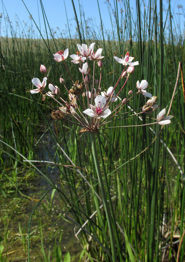 Image of Butomus umbellatus specimen.