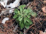 Erigeron acris