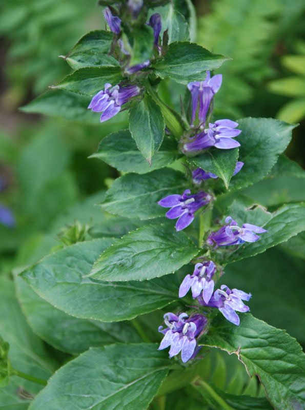 Image of Lobelia siphilitica specimen.