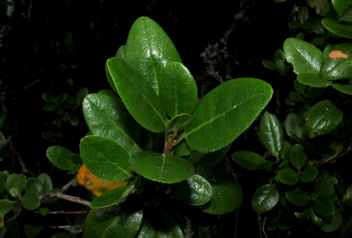 Изображение особи Rhododendron sajanense.