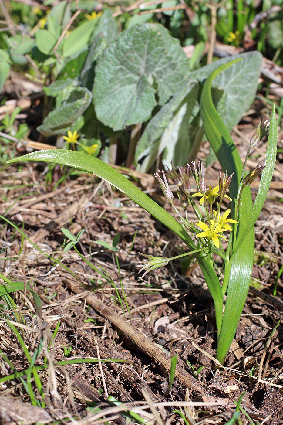 Изображение особи Gagea lowariensis.