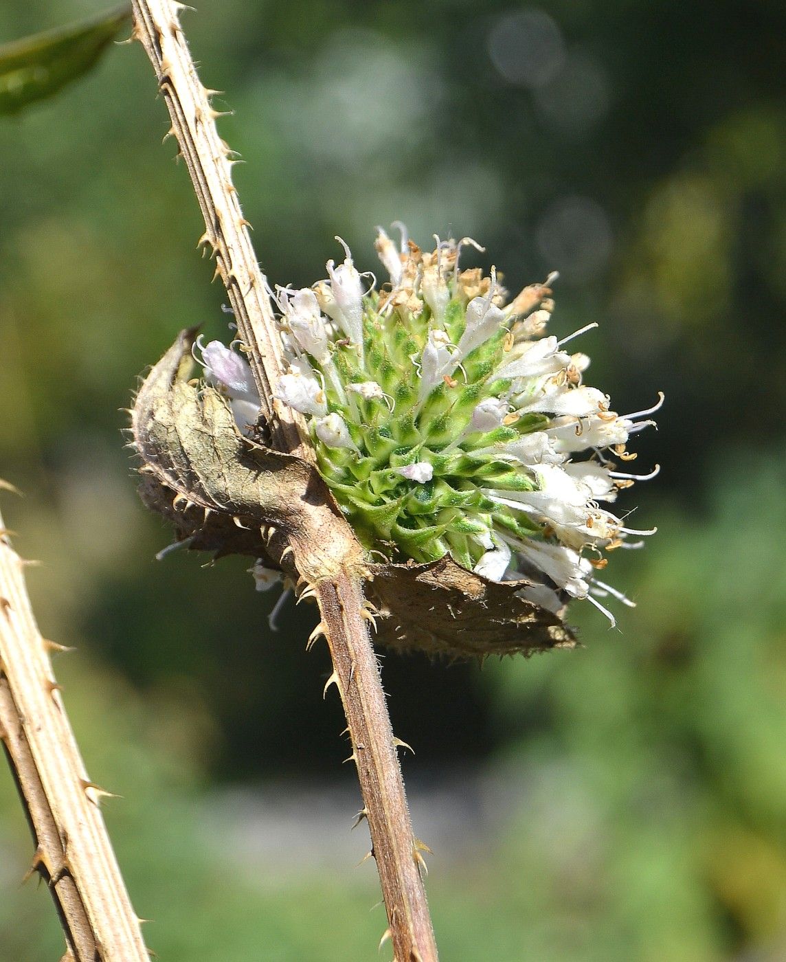 Изображение особи Dipsacus laciniatus.