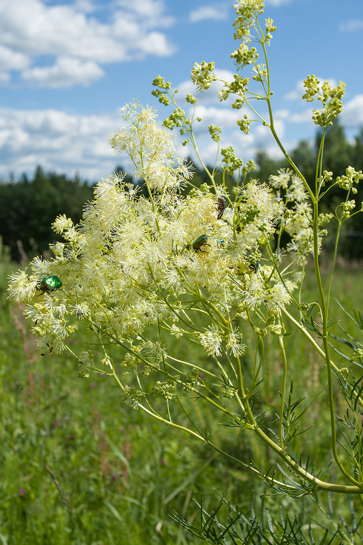 Image of Thalictrum lucidum specimen.