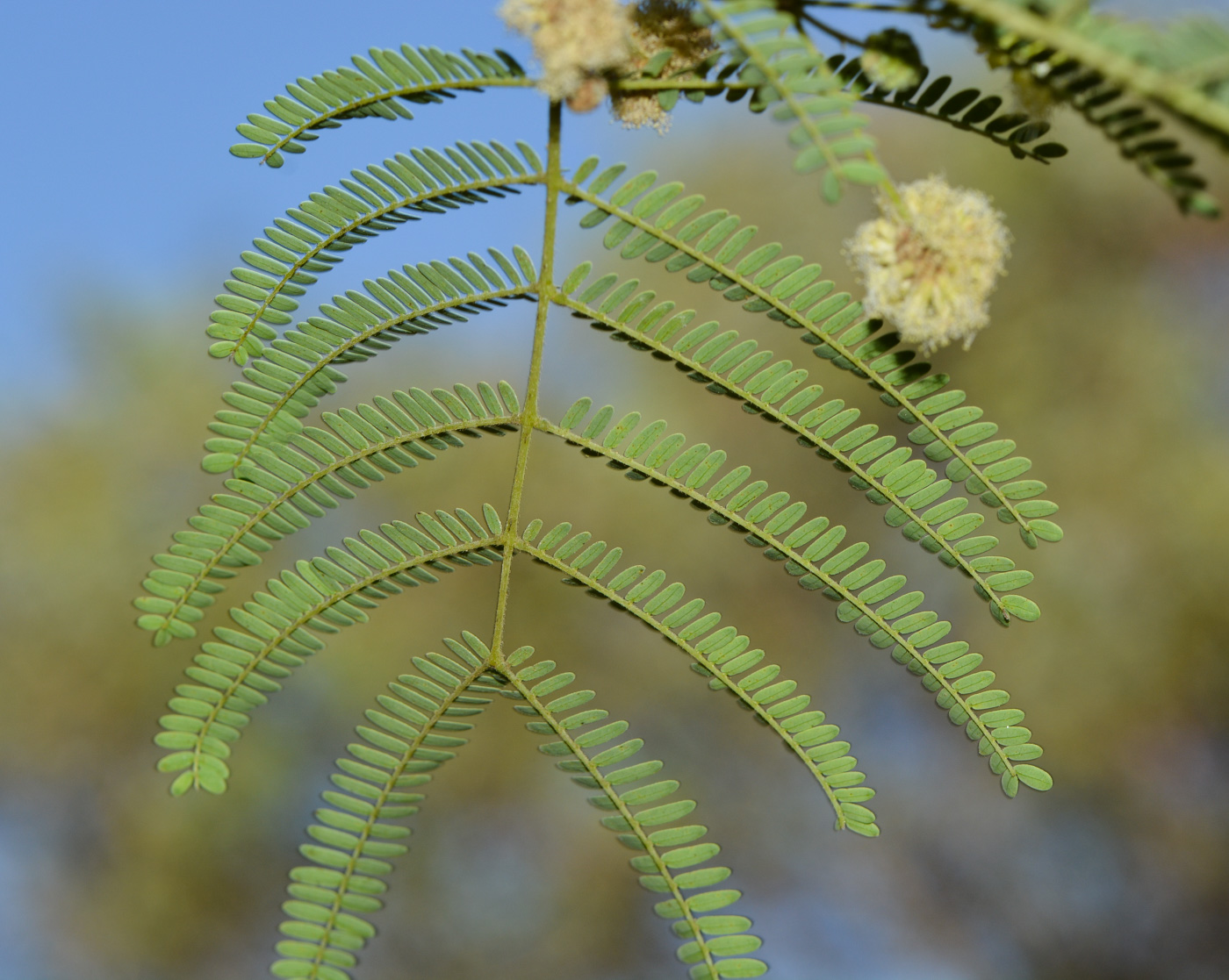 Image of Lysiloma watsonii specimen.