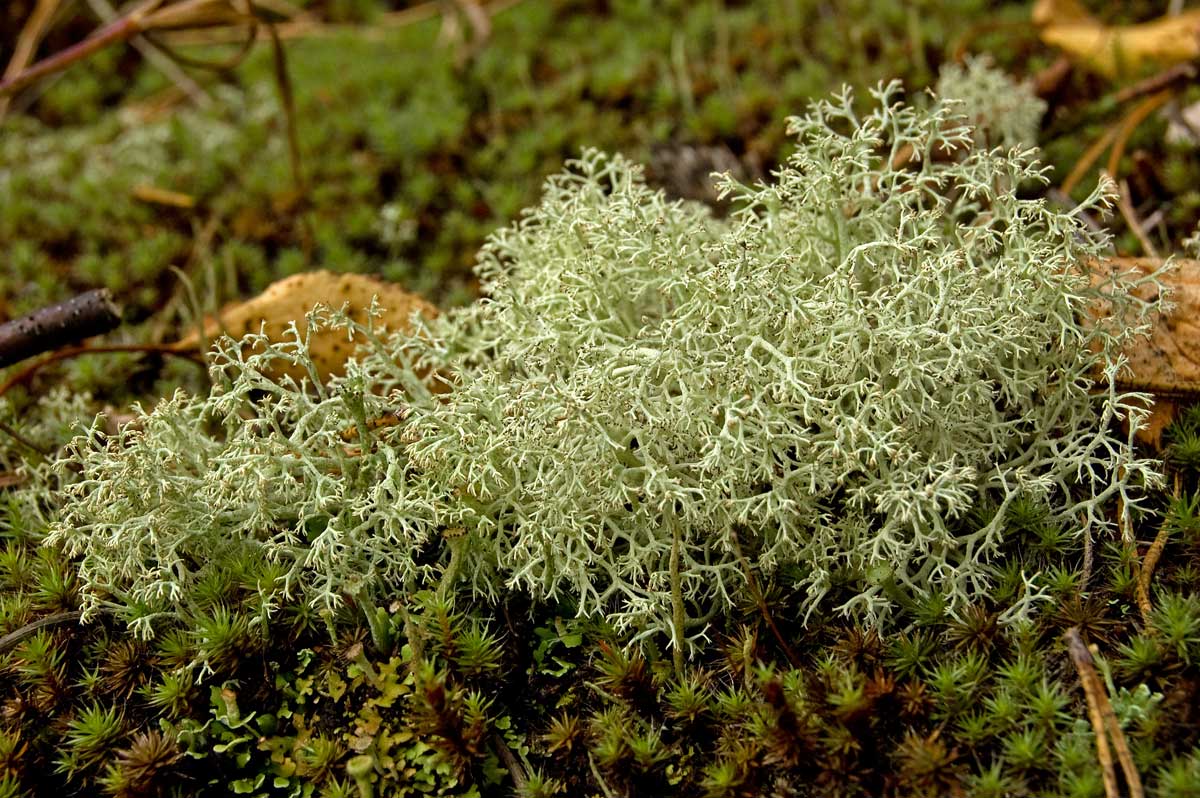 Изображение особи род Cladonia.