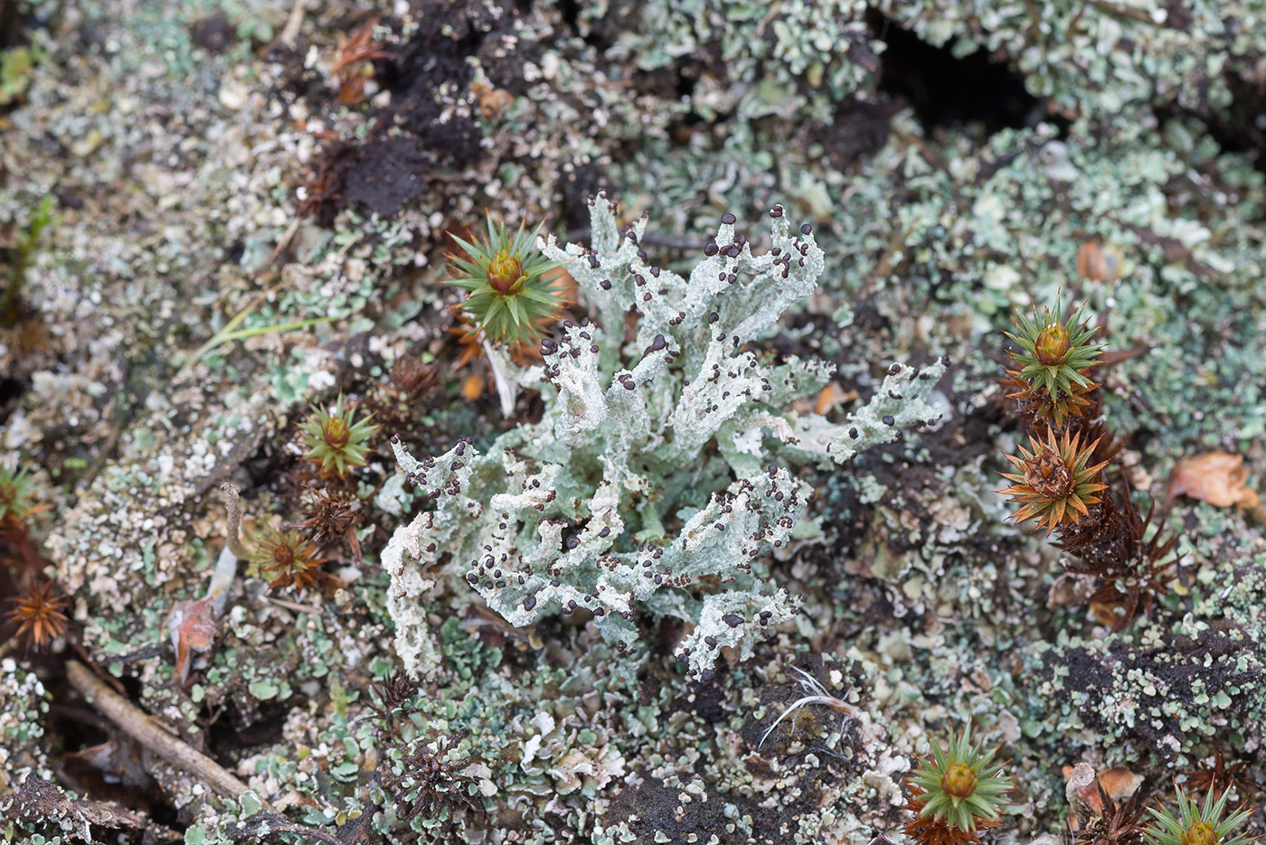 Image of Cladonia cariosa specimen.