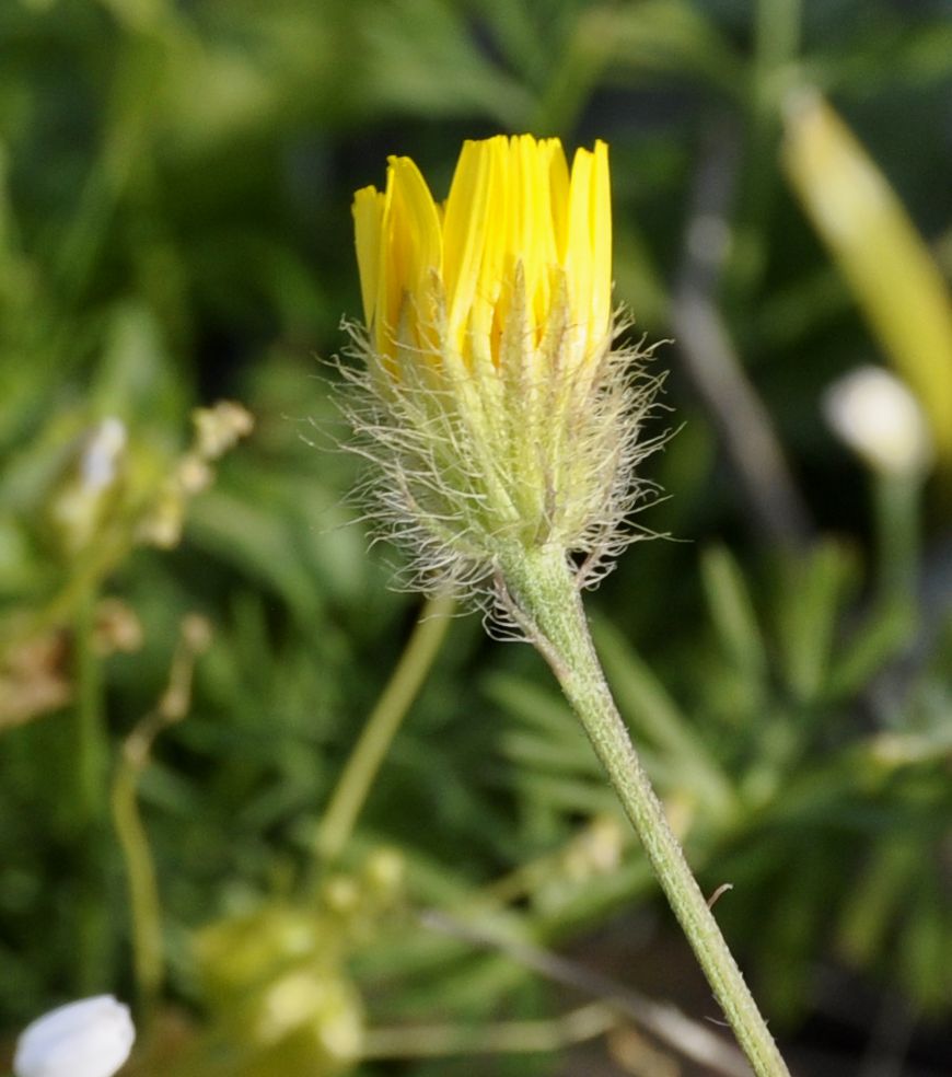 Image of genus Crepis specimen.