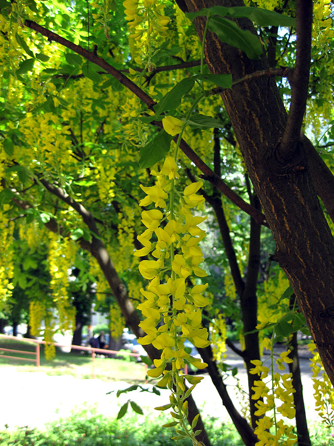 Изображение особи Laburnum alpinum.