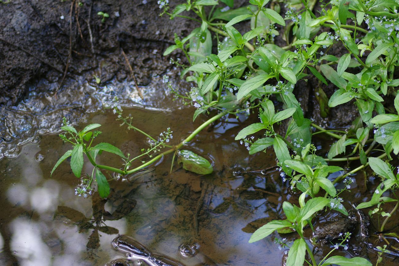 Image of Veronica beccabunga specimen.