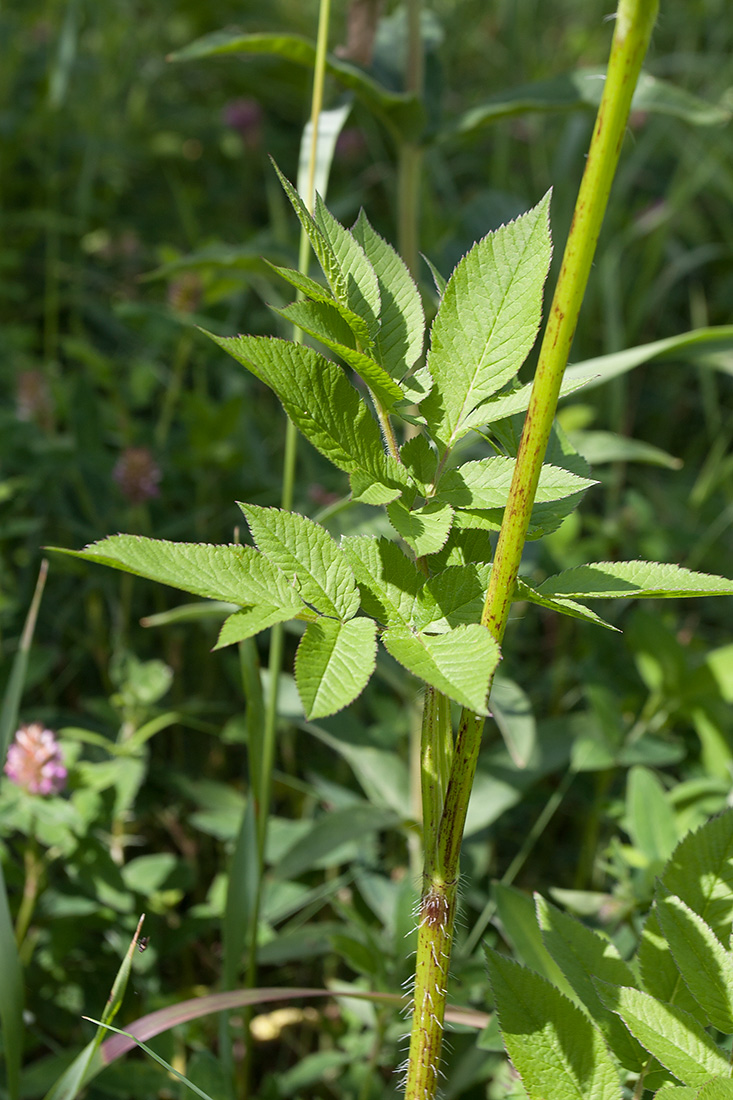 Изображение особи Chaerophyllum aromaticum.