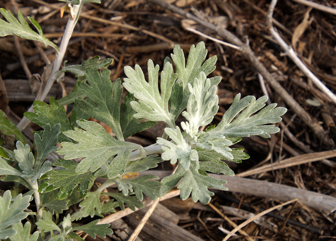 Изображение особи Artemisia stelleriana.