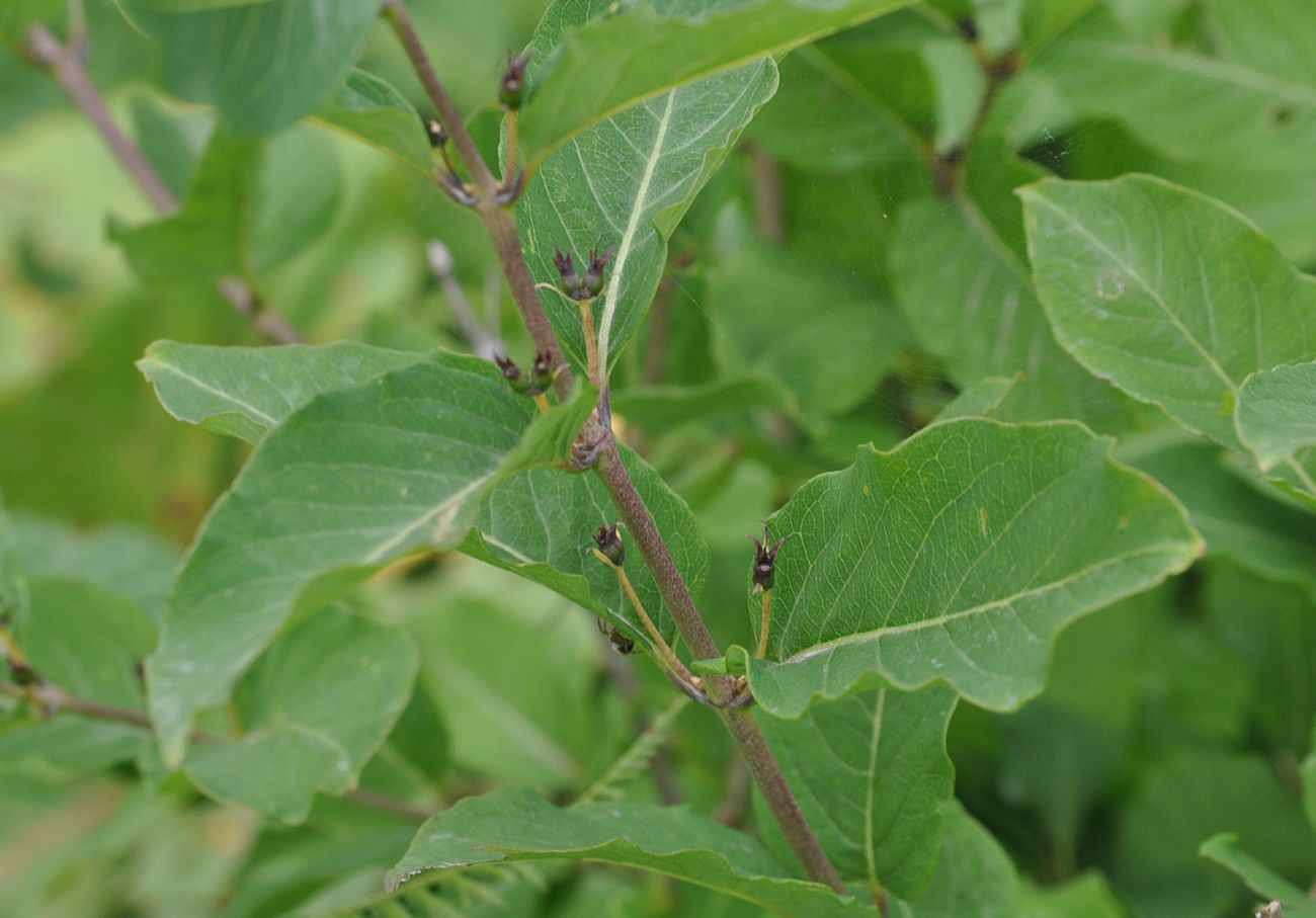 Image of Lonicera orientalis specimen.