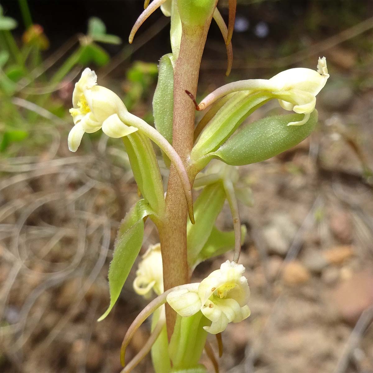 Image of Satyrium odorum specimen.