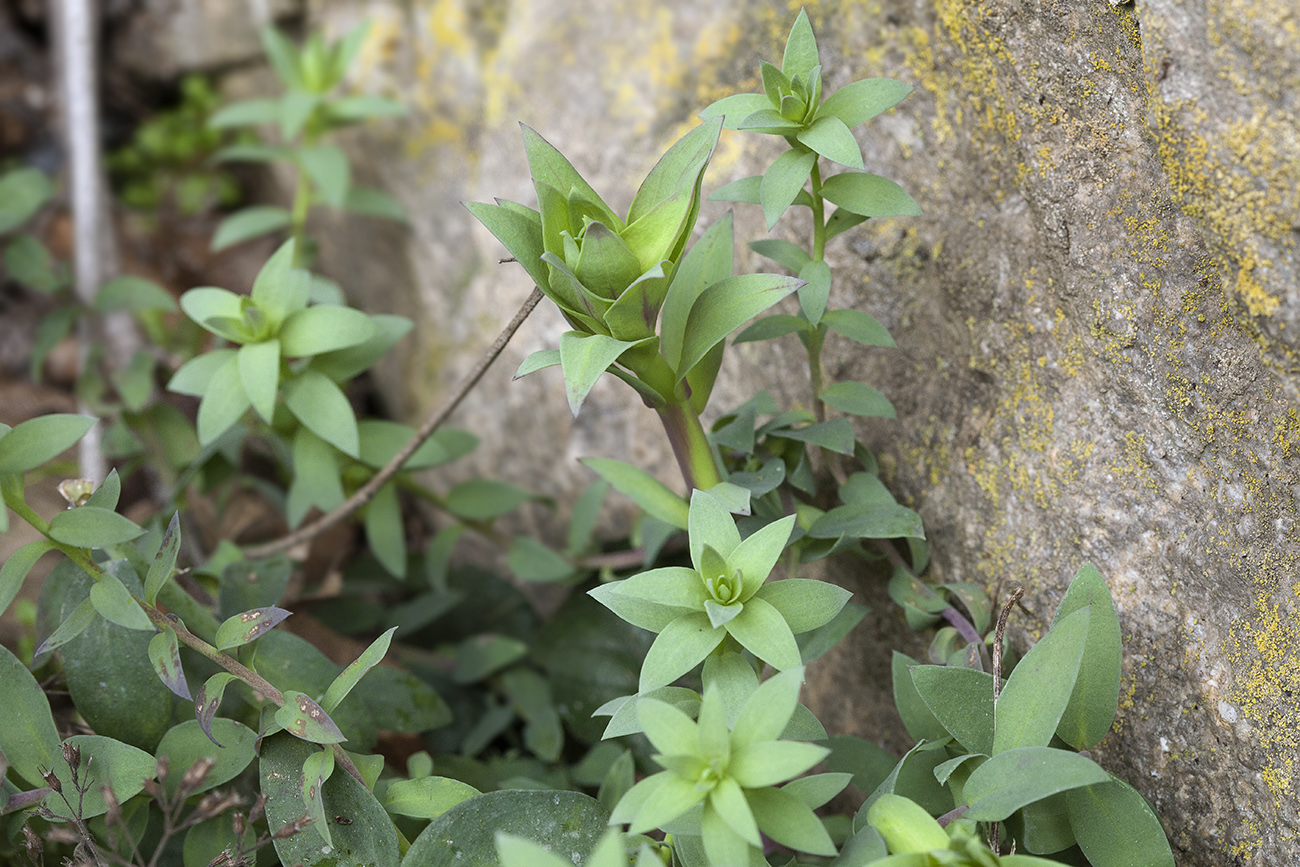 Image of Linaria genistifolia specimen.