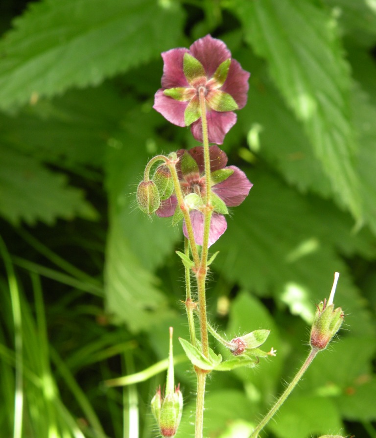 Изображение особи Geranium phaeum.