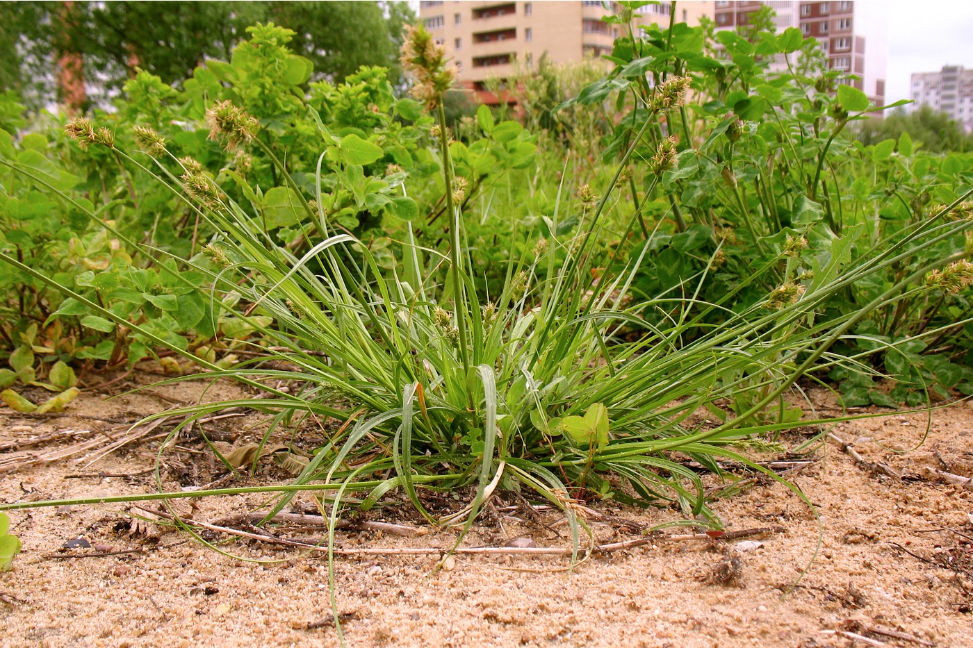 Изображение особи Carex spicata.